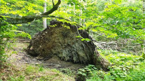 a tree stump in the middle of a forest at Haus Bergblick in Lindberg