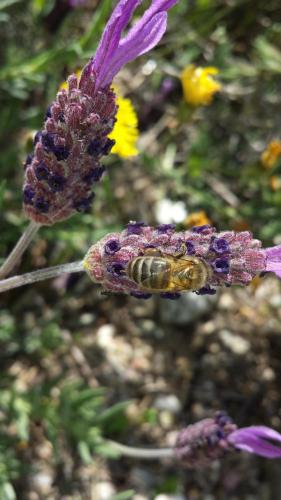 a bee is sitting on a purple flower at O Palheiro - Vista Panorâmica e Jacuzzi in Sobreira Formosa