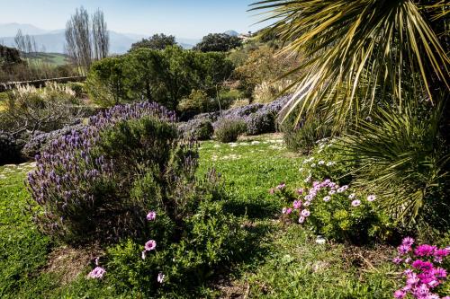 a garden with purple flowers and a palm tree at Hotel Fuente del Sol in Antequera