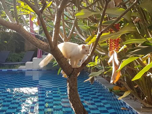 a white cat sitting on a tree next to a pool at Rosseno Villa in Yogyakarta