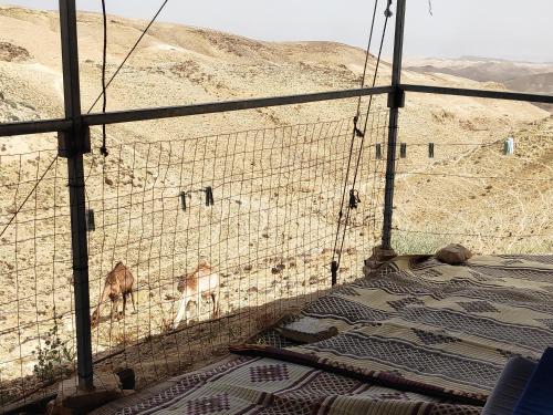 a cage with an animal standing on the side of a mountain at Dead Sea Desert's Edge in Arad
