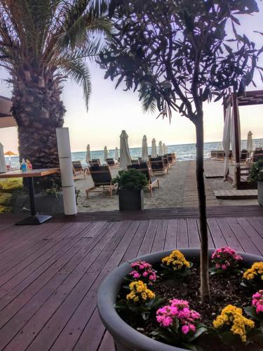 a potted tree in a planter on the beach at Kymata in Paralia Katerinis