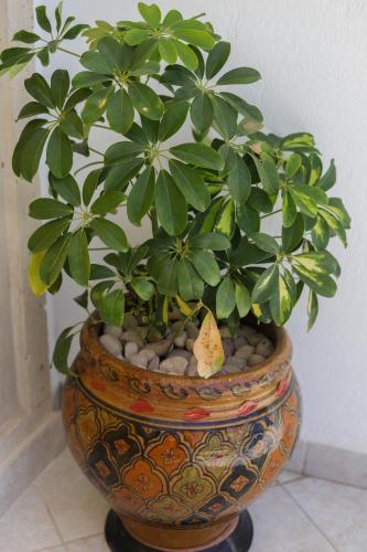 a plant in a vase sitting on a floor at Dar El Jerbi in Mezraya