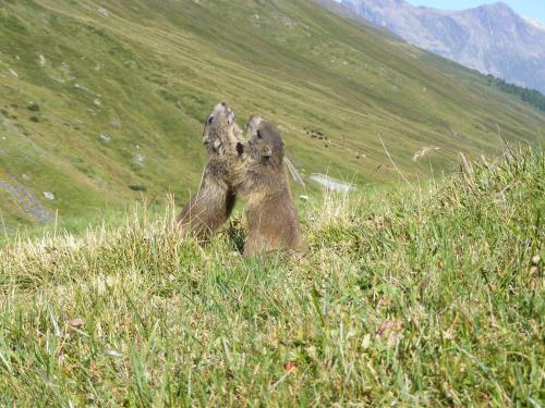 a bear standing in the grass on a hill at Ferienwohnung Stoffel in Cresta