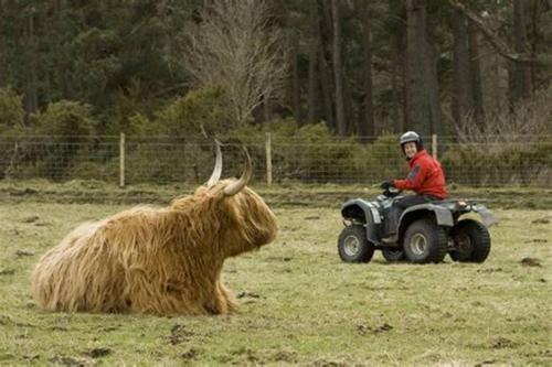a man on a quad bike next to a bull at The Snug at the Ski Lodge, Aviemore in Aviemore