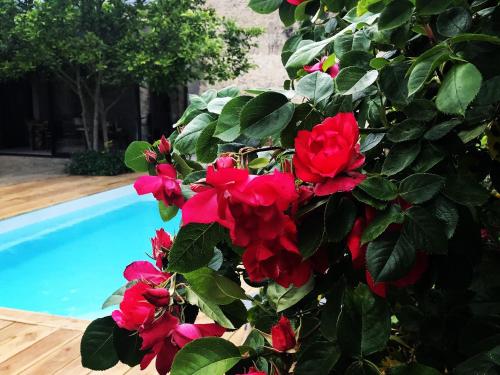 a bush with red flowers next to a swimming pool at La Paresse en Ville in Bayeux
