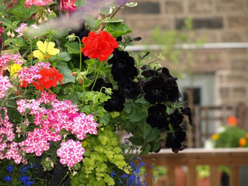 - un bouquet de fleurs colorées dans un jardin dans l'établissement The Red Lion, à Matlock