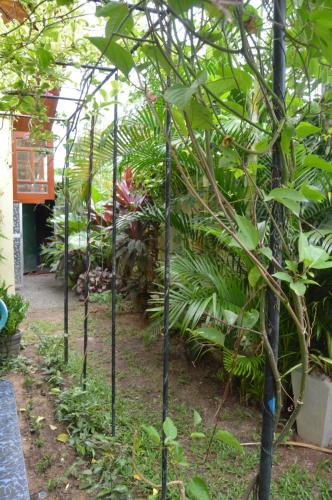 a row of bamboo plants in a greenhouse at Familyhouse in Negombo
