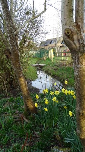 a bunch of yellow flowers next to a tree at The Dairy at High House in Tintinhull
