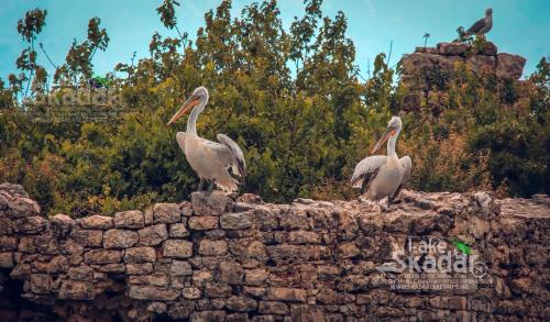 two pelicans standing on top of a stone wall at Green Field Apartments in Virpazar