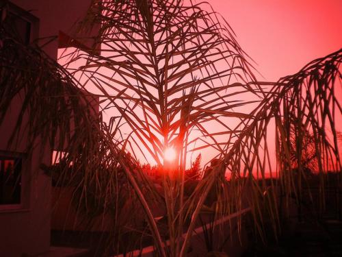 a plant in a greenhouse with the sunset in the background at 103 ELEGANT 2 bed apartment with free Wifi, AC, pool & gym! in Larnaka