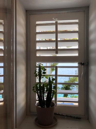 a window with a plant in front of a shutter at Rumenović in Stanići