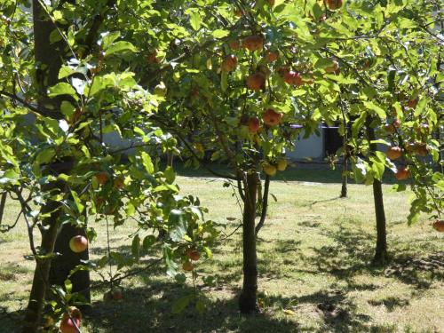 a group of oranges trees in an apple orchard at Baita Figliezzi in Castello Tesino