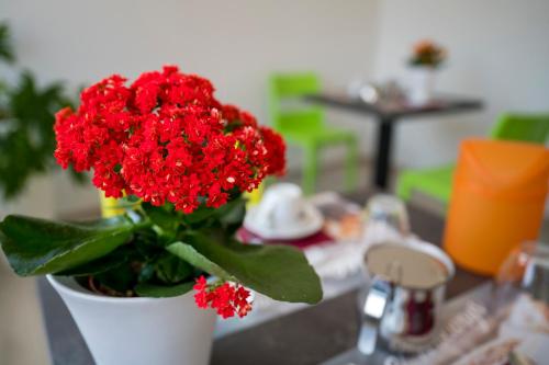 una planta con flores rojas en una olla blanca en un mostrador en Vino e Turismo, en San Defedente di Cervasca