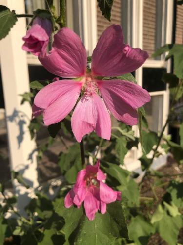 a pink flower in front of a window at Het Doktershuys in Gieten