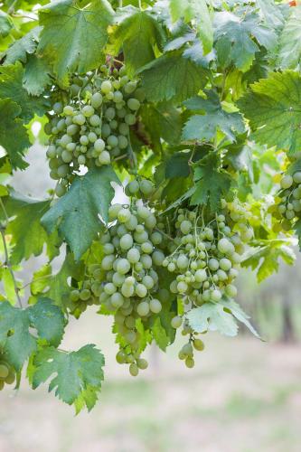 a bunch of green grapes hanging from a tree at Villa Attilio in Balsorano Vecchio