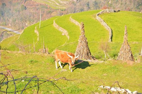Zvířata v bed and breakfast nebo okolí