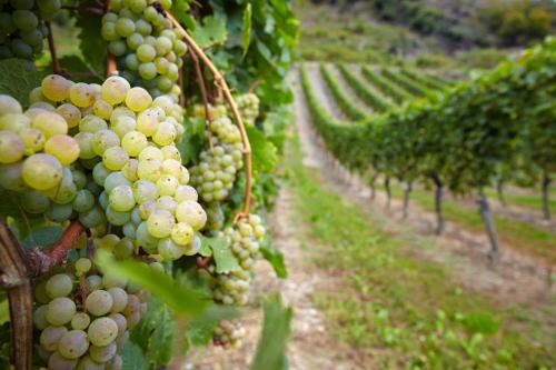 un montón de uvas blancas colgando en un viñedo en Moselblick am Waldrand, en Traben-Trarbach