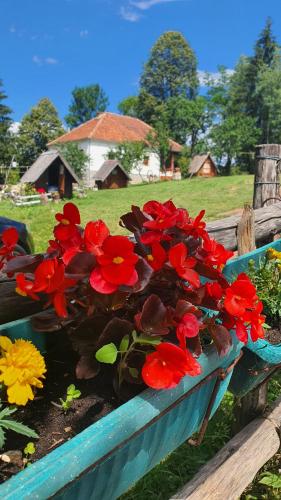 un montón de flores rojas en un banco azul en Etno domacinstvo Saponjic, en Nova Varoš