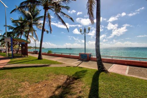 a group of palm trees next to the ocean at Appartement tout confort in Sainte-Anne