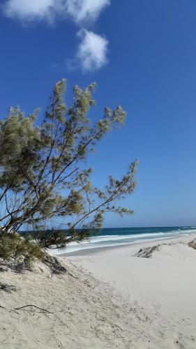 a tree on a sandy beach near the ocean at APARTAMENTO EM ARRAIAL DO CABO - RJ in Arraial do Cabo