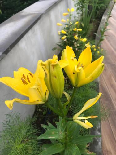 a yellow flower is growing in a garden at Guest House Botanical Paradise in Mtsvane Kontskhi