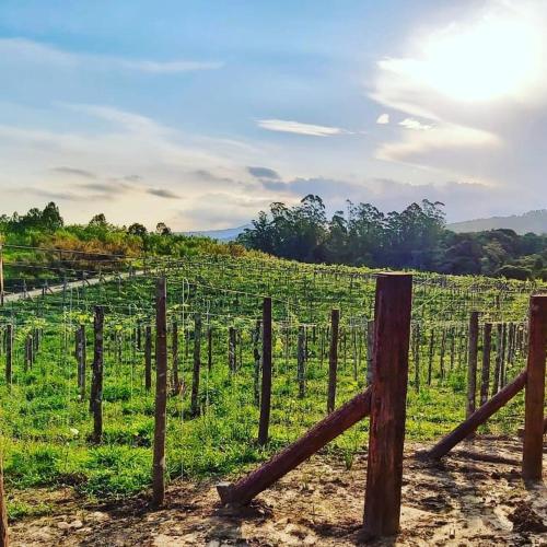 a vineyard with a fence in a field at Pousada Vale Dos Figos in Urussanga