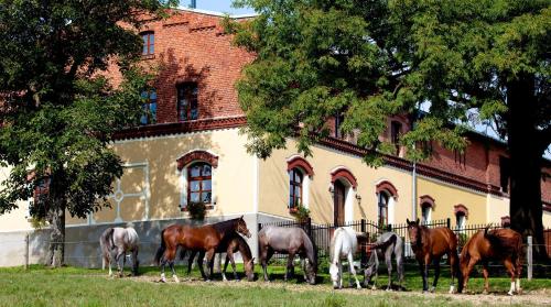 a group of horses standing in front of a building at Pension Rothschildův dvůr in Bělá