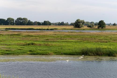 two ducks swimming in the water in a field at Houses with a View#Sauna#Jaccuzi in Gozdowice