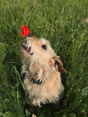 a dog with a red flower on its head in the grass at Agroturystyka pod jeleniem in Milicz