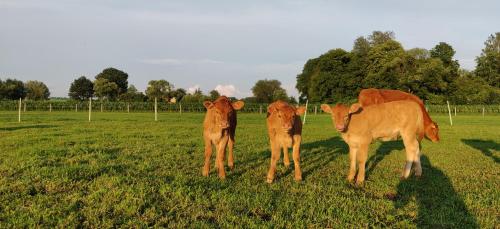 a group of three cows standing in a field at Agroturystyka pod jeleniem in Milicz