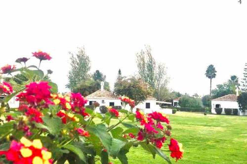 a group of flowers in a field with houses in the background at Cozy Beach House in Pedras de El-Rei