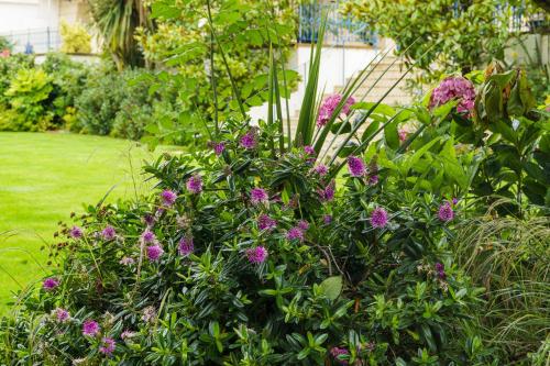a bush with purple flowers in a garden at Hotel de France in Saint Helier Jersey