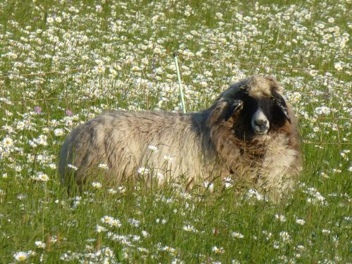 a sheep standing in a field of flowers at Moorwiesenhof in Ostrach