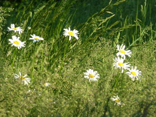a group of white flowers in a field at Moorwiesenhof in Ostrach