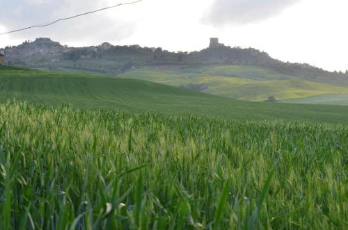 a field of green grass with a hill in the background at Val d'Orcia nel Borgo in Castiglione dʼOrcia