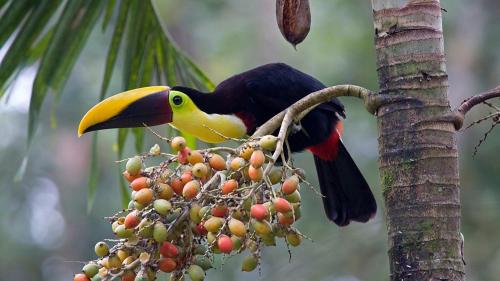 a bird sitting on a tree branch eating fruit at Hotel Villas Rio Mar in Dominical