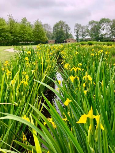 a field of yellow flowers in a field of grass at Landhuis Hotel de Hilkensberg in Broekhuizen