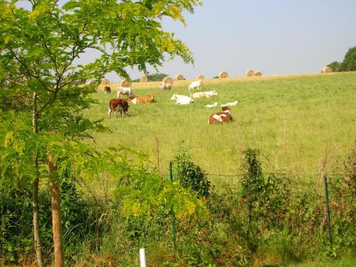 a herd of cows grazing in a field of grass at La Gaucherie aux Dames in Vihiers