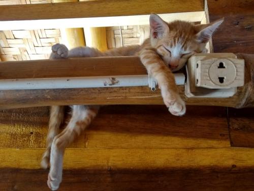 a cat is sleeping in a wooden shelf at Harry's Ocean House Watukarung Homestay in Kalak