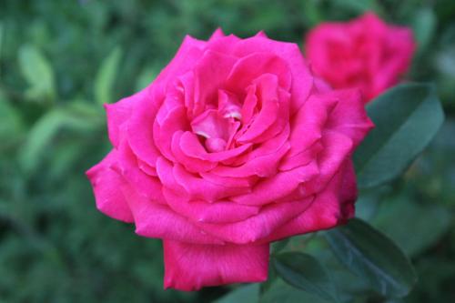 a pink rose in front of two other roses at atico en Las Americas Islantilla primera línea de playa in Islantilla