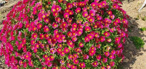 Afbeelding uit fotogalerij van Agriturismo Sant'Anna in Sanremo