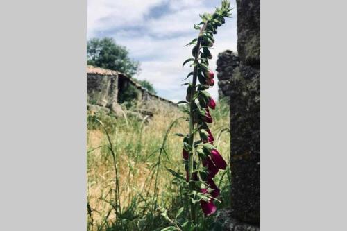a plant with red flowers growing next to a wall at CASA ALBA DE SAN ROMÁN in Ourense