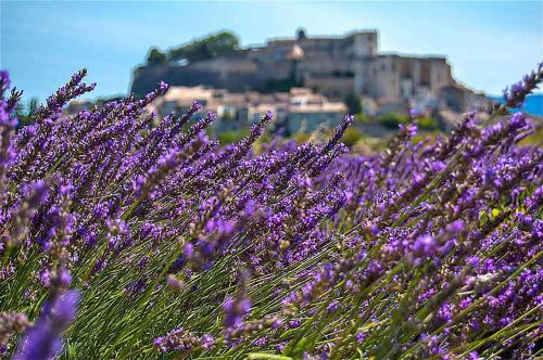 a field of purple flowers with a castle in the background at Première Classe Martigues in Martigues