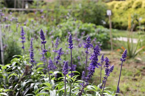 a bunch of purple flowers in a garden at Hong Kong Gold Coast Hotel in Hong Kong