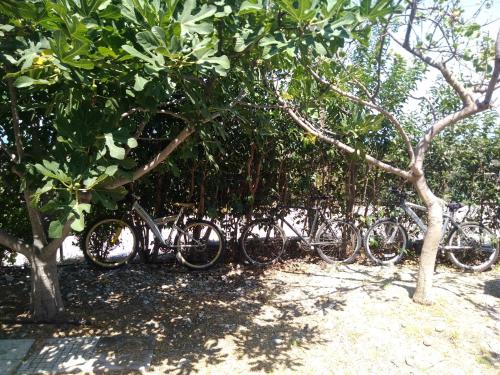 a row of bikes parked next to trees at Stan&Family in Kalavárda