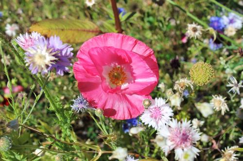 a pink flower in a field of flowers at Apartment Monolith Black Forest in Schonach