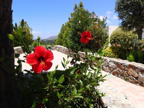 dwa czerwone kwiaty na krzaku obok kamiennej ściany w obiekcie Villa Gata w mieście Soúri