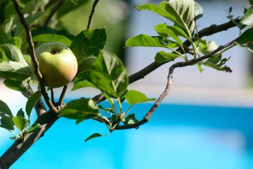 an apple on a tree branch with leaves at Capa da Encosta in Amarante