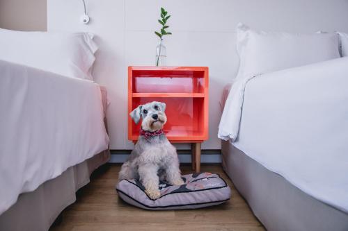 a dog sitting on a bed between two beds at Intercity Curitiba Centro Cívico in Curitiba